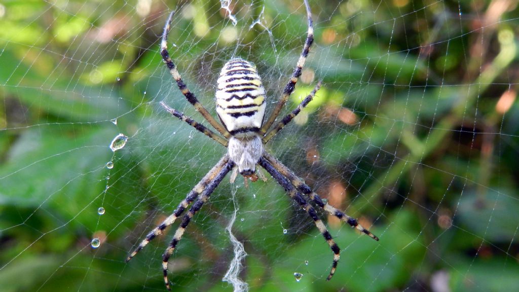 Hogna radiata e Argiope bruennichi - Capranica (VT)